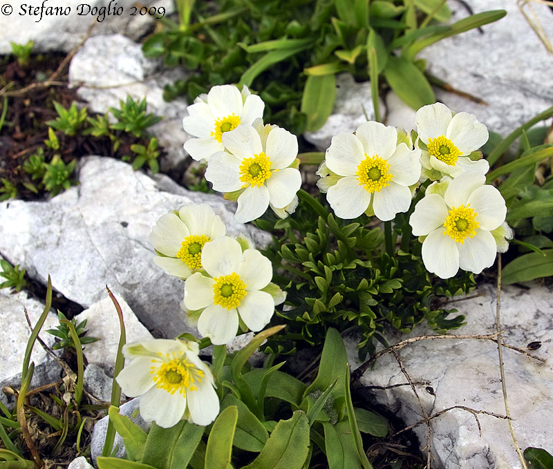 Ranunculus traunfellneri / Ranuncolo di Traunfellner